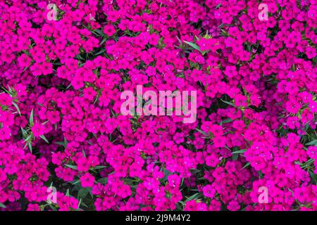 Abgeflachte Cluster von tiefrosa Sweet William auch Dianthus Barbatus gepflanzt als Bodendecke in einem Garten. Stockfoto