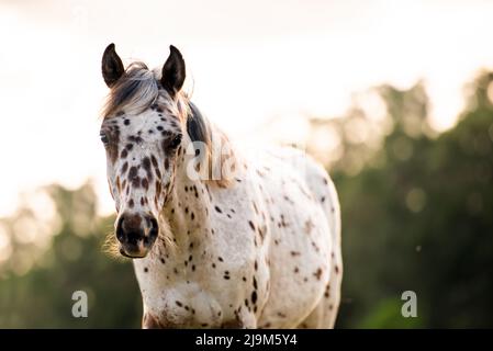 Appaloosa Pferd auf der Weide bei Sonnenuntergang, weißes Pferd mit schwarzen und braunen Flecken. Einjähriges Baby Pferd Stockfoto