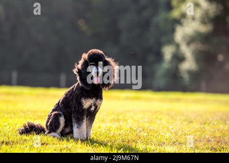 Standard Phantom Pudel bei Sonnenuntergang auf der Weide. Junger gepflegter Pudel Rüde. Stockfoto