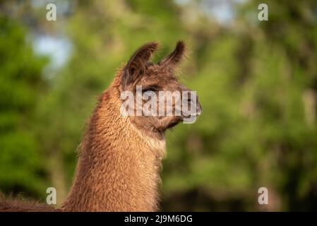 lama auf der Wiese auf der Weide bei Sonnenuntergang, flauschige Lamas vor der Sommerrasur. Stockfoto