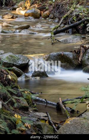 Im Herbst läuft im Henry Cowell Redwoods State Park, Kalifornien, USA, im Laufe der Zeit Wasser auf einem Creek, wobei einige große Blätter aus Ahornholz zu sehen sind Stockfoto