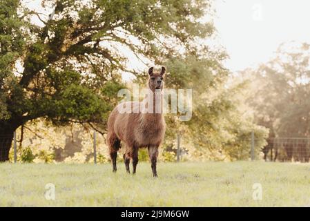 lama auf der Wiese auf der Weide bei Sonnenuntergang, flauschige Lamas vor der Sommerrasur. Stockfoto