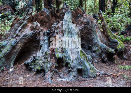 Die Basis eines toten Baumes, der sich zersetzt, im Henry Cowell Redwoods State Park in Santa Cruz County, Kalifornien, USA Stockfoto