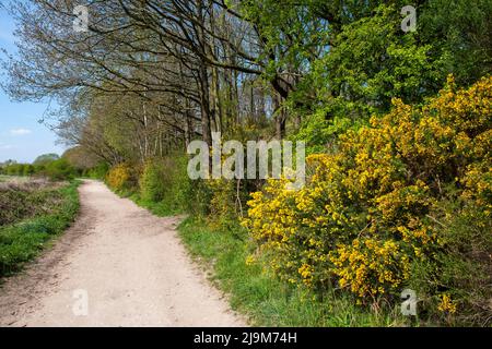 Frühling im Bestwood Park in Nottingham, Nottinghamshire, England Stockfoto