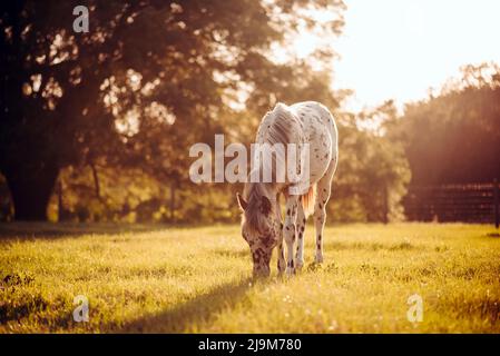 Appaloosa Pferd auf der Weide bei Sonnenuntergang, weißes Pferd mit schwarzen und braunen Flecken. Einjähriges Baby Pferd Stockfoto