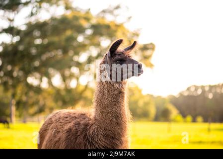 lama auf der Wiese auf der Weide bei Sonnenuntergang, flauschige Lamas vor der Sommerrasur. Stockfoto
