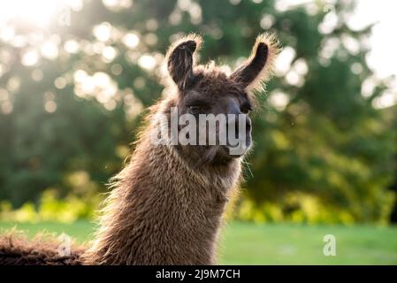 lama auf der Wiese auf der Weide bei Sonnenuntergang, flauschige Lamas vor der Sommerrasur. Stockfoto