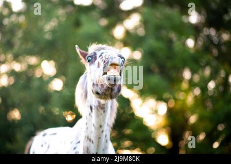 Appaloosa Pferd auf der Weide bei Sonnenuntergang, weißes Pferd mit schwarzen und braunen Flecken. Einjähriges Baby Pferd Stockfoto