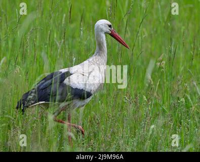 Seelow, Deutschland. 24.. Mai 2022. Ein Weißstorch (Ciconia ciconia) wandert auf der Suche nach Nahrung durch eine Wiese. Quelle: Patrick Pleul/dpa/Alamy Live News Stockfoto