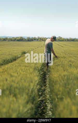 Farmer Agronom in kultivierten grünen Gerstenfeld Blick über die Ernte auf hellen sonnigen Frühlingstag, vertikale Bild mit selektivem Fokus Stockfoto