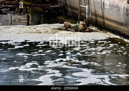 Marseille, Frankreich. 21.. Mai 2022. Weißlicher Schaum, verblasste Blumen und eine Dose Coca-Cola sind auf der Wasseroberfläche zu sehen. Im Alten Hafen von Marseille schwimmt ein weißlicher Schaum auf dem Wasser. Dies wäre auf die Installation einer leistungsstarken Förderpumpe zurückzuführen, die die Sedimente mit den im Wasser des Hafens vorhandenen Kohlenwasserstoffen emulgieren würde und keine Gefahr für die Umwelt darstellen würde. Kredit: SOPA Images Limited/Alamy Live Nachrichten Stockfoto