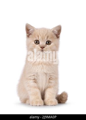 Niedliches, cremefarbenes britisches Kurzhaar-Kätzchen, das nach vorne zeigt. Direkter Blick auf das Objektiv. Isoliert auf weißem Hintergrund. Stockfoto