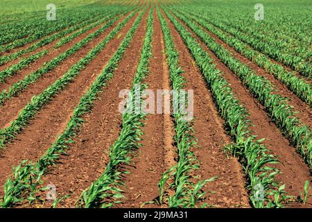 Kleine grüne Maispflanzenpflanzen, die sich im Wind im kultivierten landwirtschaftlichen Feld in einer abnehmenden Perspektive wiegen, selektiver Fokus Stockfoto