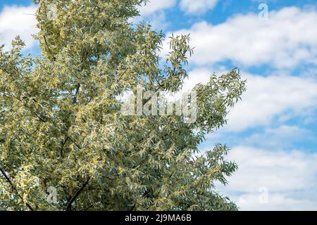 Die als russische Olive bekannte Elaeagnus angustifolia blüht im Frühling an einem windigen Tag Stockfoto