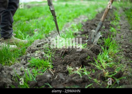 Boden mit Schaufel ausgraben. Gärtner gräbt Boden. Pflanzen. Gartendetails. Arbeiten im Dorf. Gartengeräte. Stockfoto