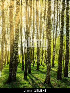 Birken-Hain mit jungen grünen Blättern bei Sonnenuntergang oder Sonnenaufgang im Frühling oder Frühsommer. Stockfoto