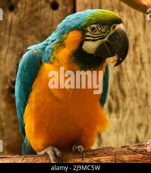 Eine Nahaufnahme eines wunderschönen und farbenfrohen Aras, der am 13. august 2016 im World of Birds , Wildlife Sanctuary, Kapstadt, Südafrika, aufgenommen wurde. Stockfoto