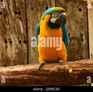 Eine Nahaufnahme eines wunderschönen und farbenfrohen Aras, der am 13. august 2016 im World of Birds , Wildlife Sanctuary, Kapstadt, Südafrika, aufgenommen wurde. Stockfoto