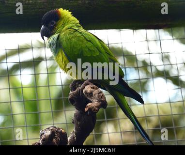 Nahaufnahme eines wunderschönen, glänzenden bronzenen Kuckucks, aufgenommen im World of Birds , Wildlife Sanctuary, Kapstadt, Südafrika Stockfoto