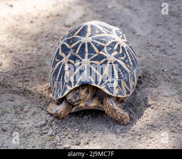 Wunderschöne und seltene Schildkröten, die im Zoologischen Garten des Dubai Safari Park gefangen wurden, in dem die unterschiedlichsten Tiere in Dubai, VAE, beheimatet sind. Stockfoto