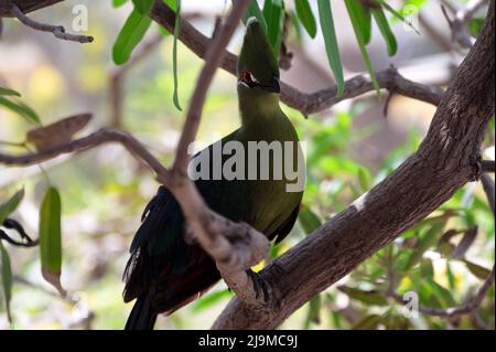 Nahaufnahme eines wunderschönen, glänzenden bronzenen Kuckucks, aufgenommen im World of Birds , Wildlife Sanctuary, Kapstadt, Südafrika Stockfoto