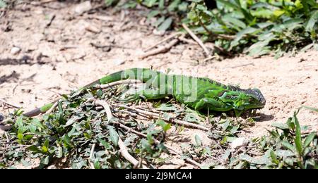 Seltene grüne Iguanas, die im Zoologischen Garten des Dubai Safari Park gefangen wurden, in dem die unterschiedlichsten Tiere in Dubai, VAE, beheimatet sind. Stockfoto