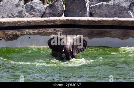 Afrikanische Babyelefanten, die im Wasser schwimmen, aufgenommen im Zoologischen Garten des Dubai Safari Park, wo die unterschiedlichsten Tiere in Dubai, VAE, zu Hause sind. Stockfoto