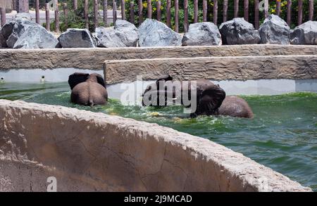 Afrikanische Babyelefanten, die im Wasser schwimmen, aufgenommen im Zoologischen Garten des Dubai Safari Park, wo die unterschiedlichsten Tiere in Dubai, VAE, zu Hause sind. Stockfoto