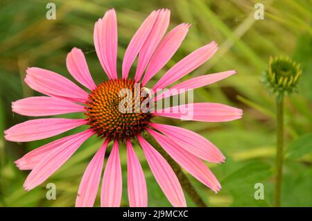 MAKRO EINER SCHÖNEN UND SELTENEN ROSA SONNENBLUME AUS DEUTSCHLAND MIT EINEM KLEINEN INSEKT OBEN DRAUF Stockfoto