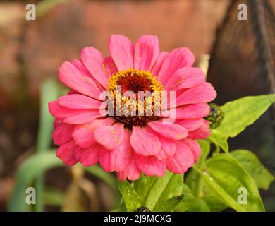 Nahaufnahme einer wunderschönen rosa Sonnenblumenblüte, die in Südafrika gefunden wurde Stockfoto