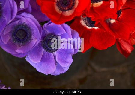 NAHAUFNAHME EINER WUNDERSCHÖNEN VIOLETTEN UND ROTEN ANEMONBLÜTE Stockfoto