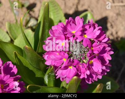 Nahaufnahme einer wunderschönen rosa Sonnenblumenblüte, die in Südafrika gefunden wurde Stockfoto