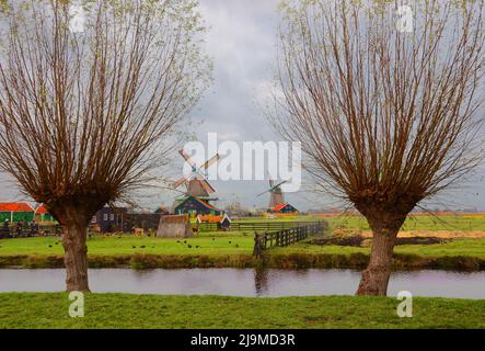 Niederländische Windmühlen und Milchviehbetriebe in Zannse Schans mit Kanälen, die an einem schönen bewölkten Tag von Weidenbäumen umgeben sind. Stockfoto