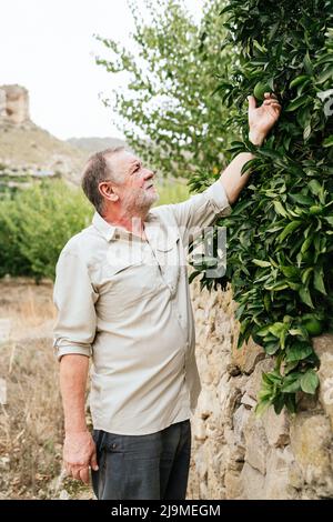 Konzentrierter bärtiger reifer männlicher Gärtner in lässiger Kleidung, der reife Limette berührt, die auf einem grünen, üppigen Baum wächst, während er an bewölktem Tag auf der Farm arbeitet Stockfoto