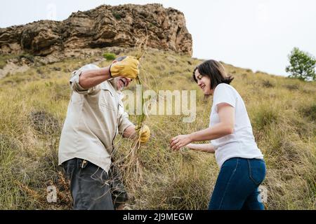 Seitenansicht eines älteren hispanischen bärtigen Bauern mit einer jungen Tochter, die Stipa tenacissima Gras sammelt, während sie zusammen am Hang im Hochland arbeitet Stockfoto