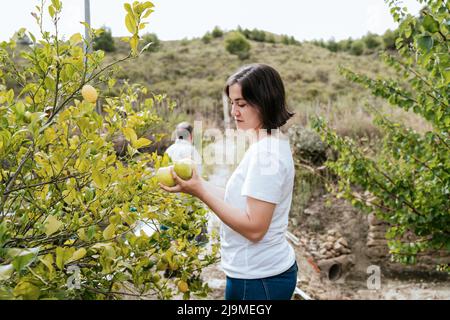 Seitenansicht einer erwachsenen Farmerin mit dunklem Haar in legerer Kleidung, die während der Ernte auf dem Land reife Zitronen vom üppigen Baum pflückt Stockfoto