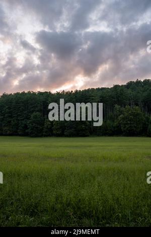 Die Sonne geht hinter dem Baumhain im Cataloochee Valley in den Smokies unter Stockfoto