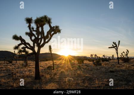 Der Sonnenuntergang beginnt hinter den Bergen im Joshua Tree National Park in Kalifornien Stockfoto