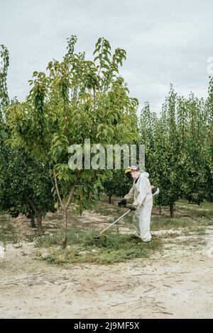 Ganzkörper-Seitenansicht des gealterten, nicht erkennbaren männlichen Bauern in weißer Overall-Kleidung und Schutzmaske, die Gras mit Unkrautmesser schneidet, während sie in g arbeitet Stockfoto