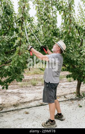 Ganzkörper-Seitenansicht älterer Mann in lässiger Kleidung und Hut stehen und schneiden Äste von Aprikosenbaum mit Baumschnitt während der Arbeit im Obstgarten auf sonnigen Stockfoto