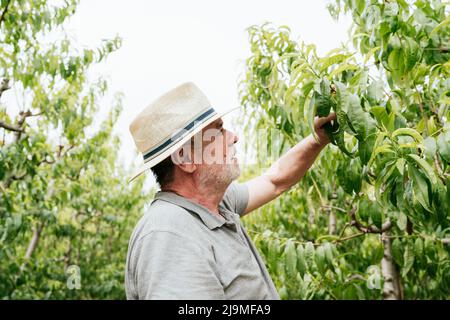 Seitenansicht des älteren männlichen Bauern, der während der Arbeit im Obstgarten am Sommertag die Blätter des Pfirsichbaums berührte und untersuchte Stockfoto