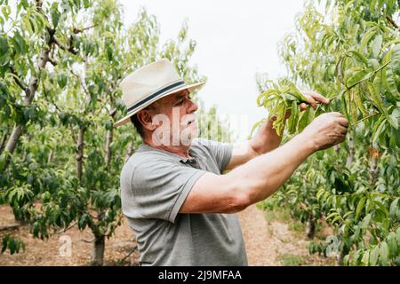 Seitenansicht des älteren männlichen Bauern, der während der Arbeit im Obstgarten am Sommertag die Blätter des Pfirsichbaums berührte und untersuchte Stockfoto