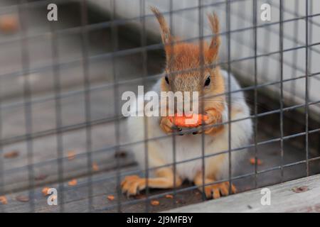 Eichhörnchen im Zoo in einem Käfig an einem Sommertag Stockfoto