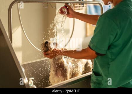 Seitenansicht des kurzgeschnittenen, nicht erkennbaren Mannes in gleichmäßigem Wassergießen und Reibhals des Miniaturschnauzers während des Pflegevorgangs in der Metallbadewanne Stockfoto