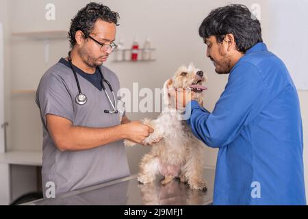 Hispanische männliche Besitzer streicheln niedlichen Miniatur Schnauzer Hund während Tierarzt Untersuchung Pfote während der Verabredung in Licht Tierarzt Klinik Stockfoto