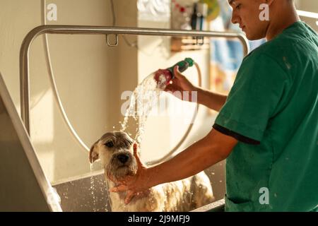 Kurzer hispanischer Mann in Uniform, der Wasser gießt und den Hals des Miniaturschnauzers während des Pflegevorgangs in der Metallbadewanne im Salon reibt Stockfoto