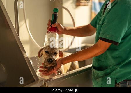 Seitenansicht des kurzgeschnittenen, nicht erkennbaren Mannes in gleichmäßigem Wassergießen und Reibhals des Miniaturschnauzers während des Pflegevorgangs in der Metallbadewanne Stockfoto