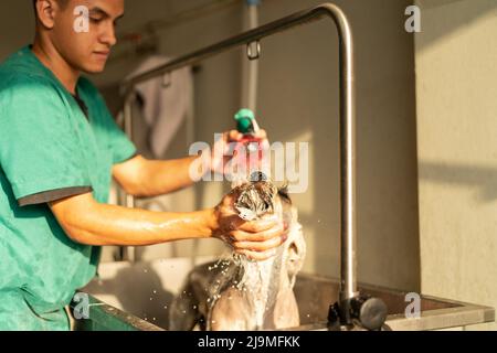 Kurzer hispanischer Mann in Uniform, der Wasser gießt und den Hals des Miniaturschnauzers während des Pflegevorgangs in der Metallbadewanne im Salon reibt Stockfoto