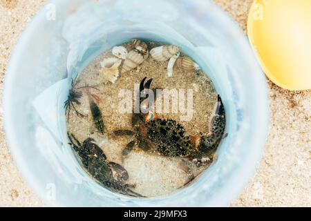Blick von oben auf wilde Krabben, die in der Nähe von Muscheln auf Sand kriechen, in Flaschen am Strand Stockfoto