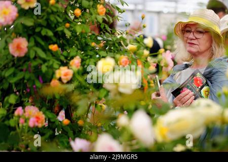 Ein Besucher blickt auf Blumen im Garten von David Austin Roses bei der RHS Chelsea Flower Show im Royal Hospital Chelsea, London. Bilddatum: Dienstag, 24. Mai 2022. Stockfoto